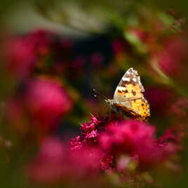 Papillon dans son Paradis