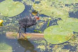 foulque macroule