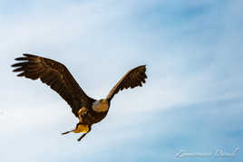 Rapace