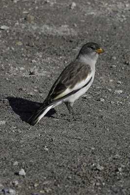 Niverolle alpine