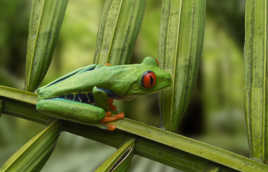 Blue Frog from Costa Rica