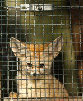 la cage ..... le prix de ma survie ?