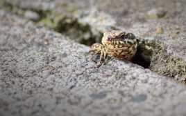 La bête sort de son antre