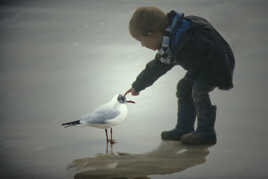 La mouette et l'enfant