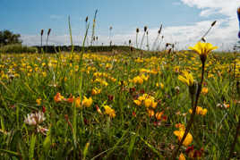 Au ras des pâquerettes (qu'on voit pas...où, j'ai mal cherché)