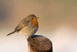 se réchauffer au soleil