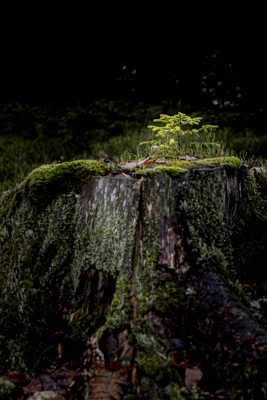 Le petit deviendra grand