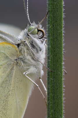 Papillon en peluche