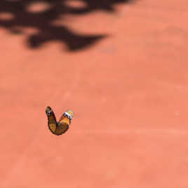 Papillon en vol