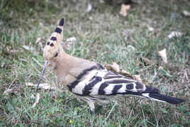 Hup Hup hup ! ... facié !
