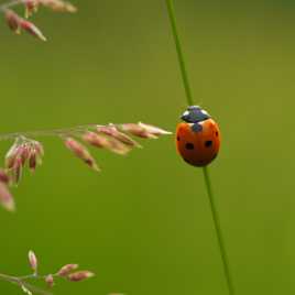 Poulette de la Madone 