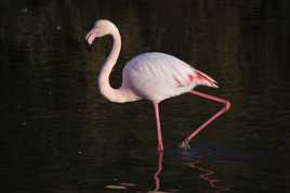 Le flamand rose.