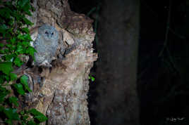 Jeune chouette Hulotte sous la pluie