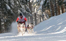 Course chiens traineau