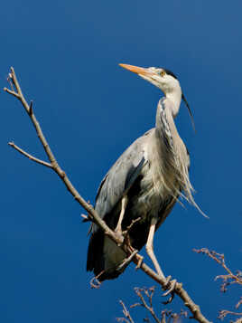 Portrait sur branche