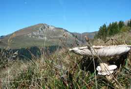 En terrain de coulemelle