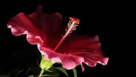 Hibiscus