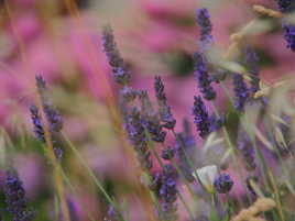 Lavande et herbes folles