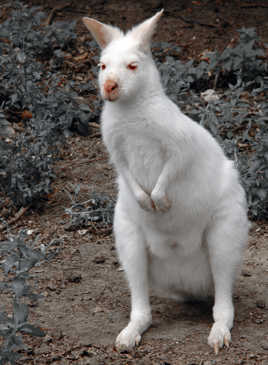 Wallaby albinos