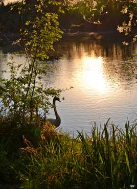 Un cygne, un soir