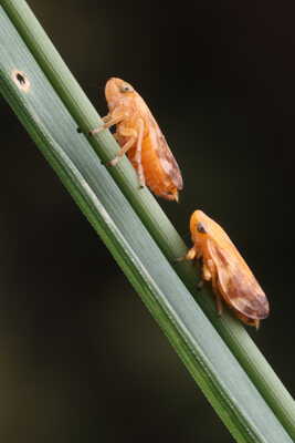 Duo d'insectes