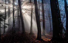 Forêt mystique