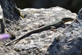 Lézard