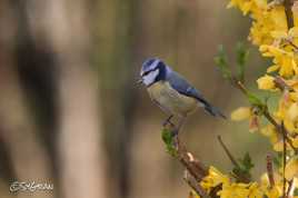 Mésange Bleue