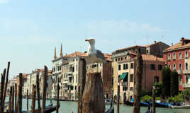 Où qui sont les amoureux ?