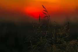 Herbe au coucher de soleil