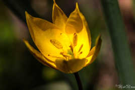 Tulipe des forêts
