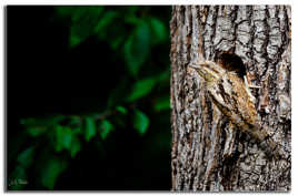 Le Torcol fourmilier