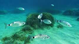 Comme un poisson dans l'eau