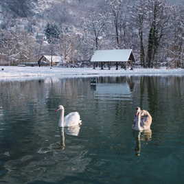 Les deux cygnes