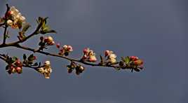 marque pages printanier