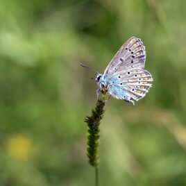 Combien de Like à l'Argus?