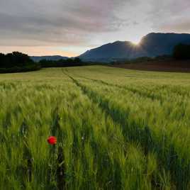 Cocorico, coquelicot ! V3