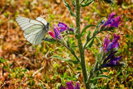 Annonciateur d'une bonne nouvelle