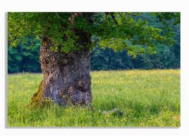 Chut je dors... voyez vous comme moi dans le tronc de l'arbre?