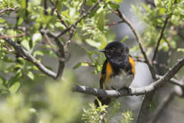 Paruline flamboyante