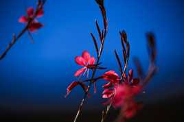 Dernières fleurs du jardin