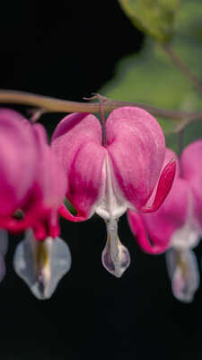 Dans le coeur de Marie