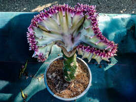 Plante extraordinaire qui connais ?