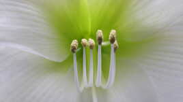 Hippeastrum