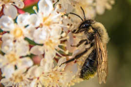 Bar à Nectar