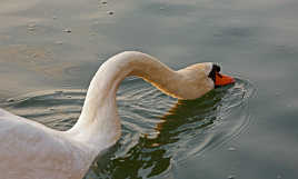 cygne étang de la gravière