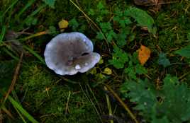 champignons des bois.7