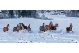Galop hivernal