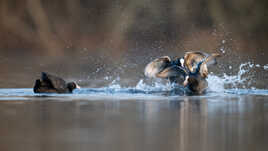 Fighting Club chez les Foulques