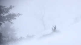 Fantôme dans le blizzard